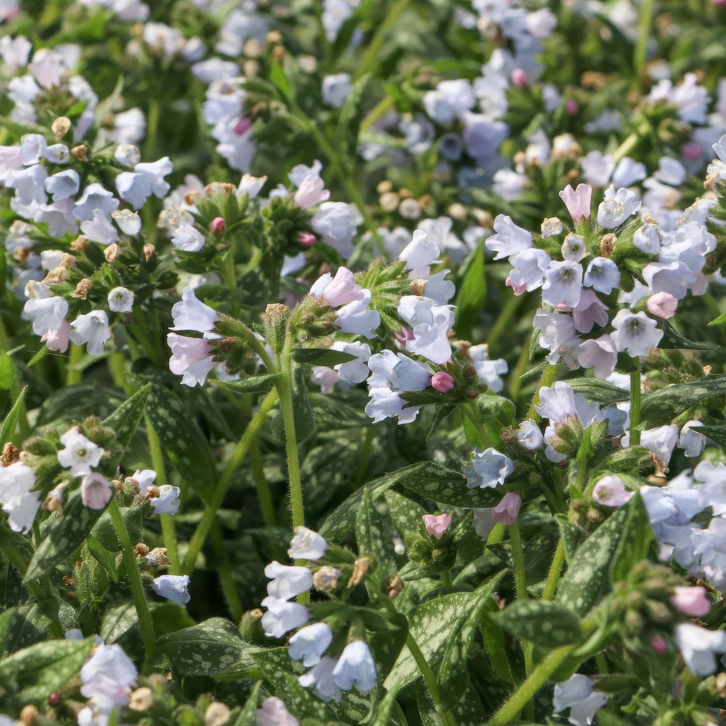 Pulmonaria 'Opal'