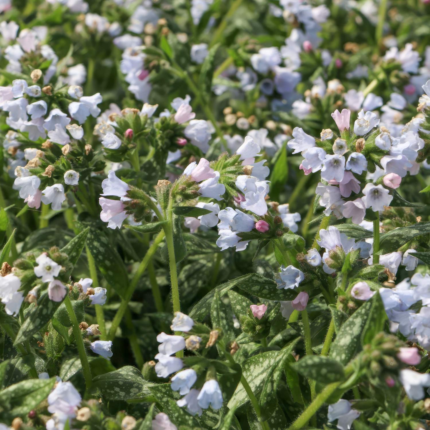 Pulmonaria 'Opal'