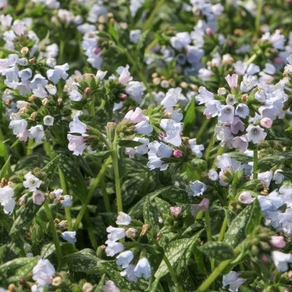 Pulmonaria 'Opal'