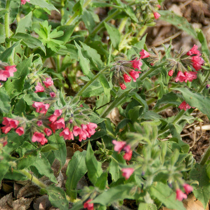 Pulmonaria  rubra 'Redstart'