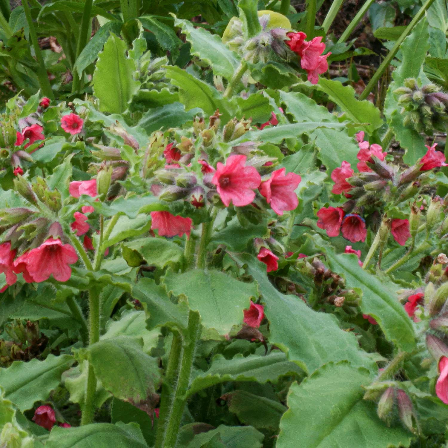 Pulmonaria  rubra 'Redstart'
