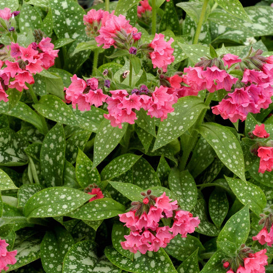 Pulmonaria 'Shrimps on the Barbie'