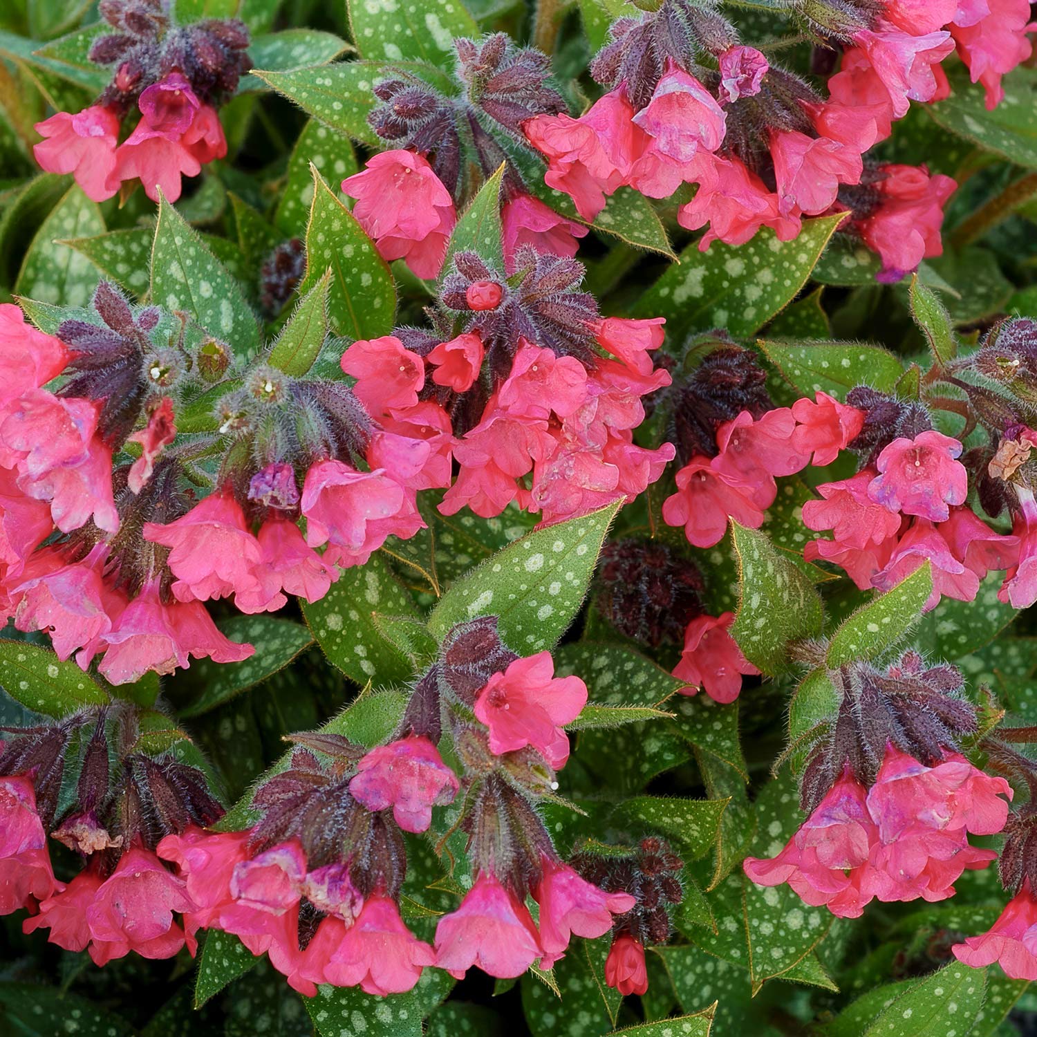 Pulmonaria 'Shrimps on the Barbie'