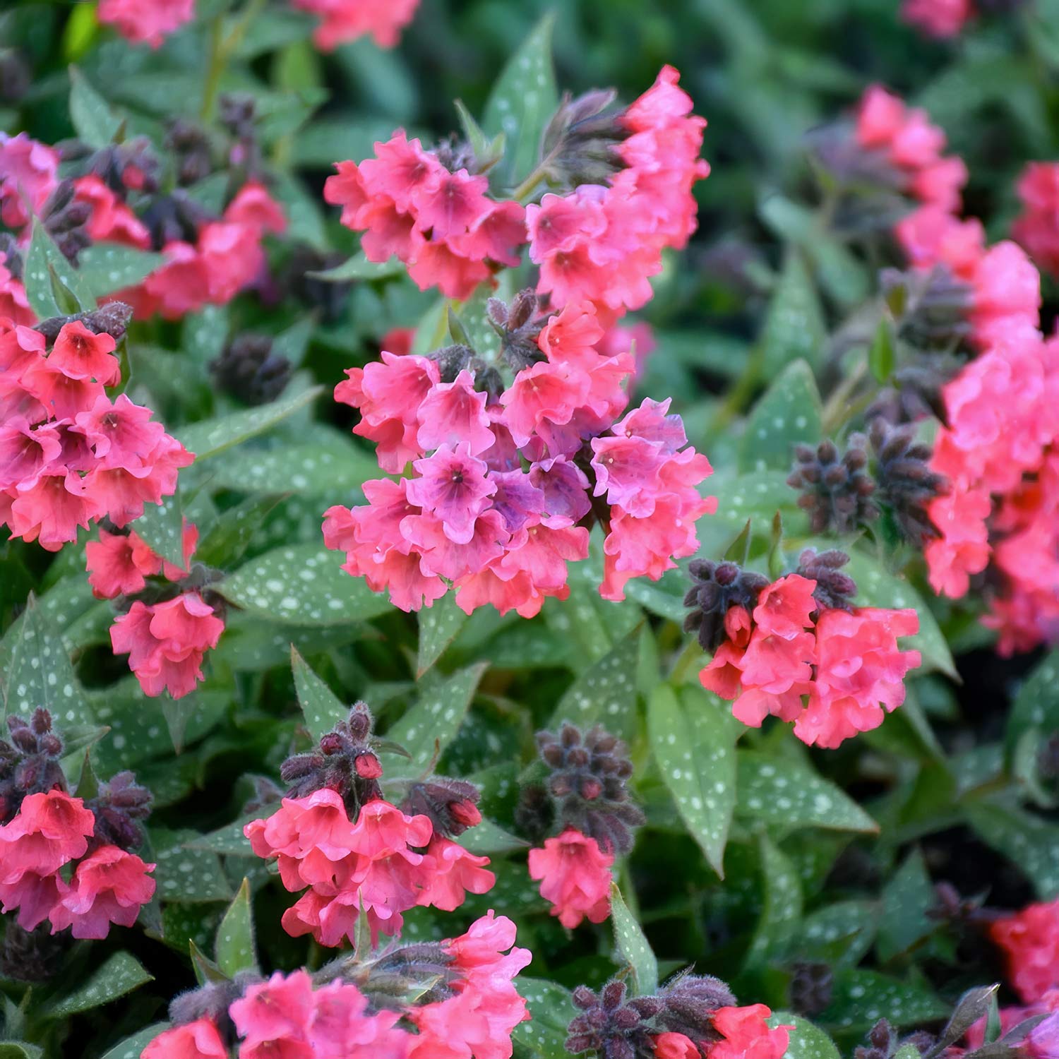Pulmonaria 'Shrimps on the Barbie'