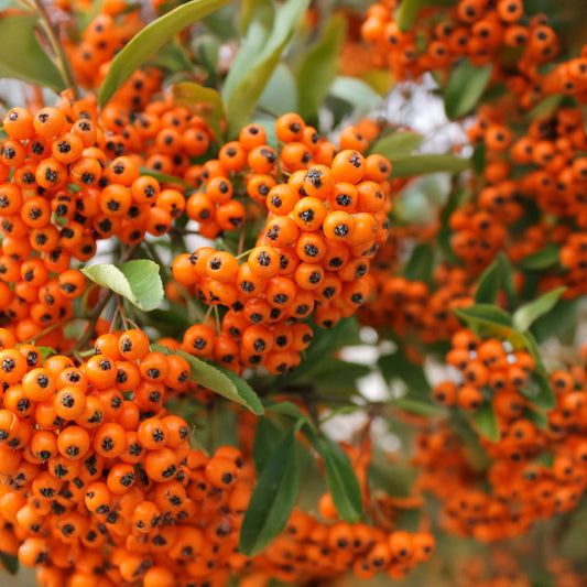 Pyracantha 'Orange Glow'