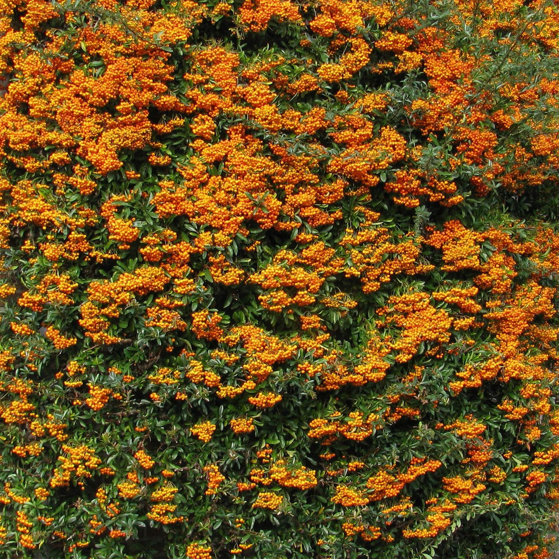 Pyracantha 'Orange Glow' – Barnsdale Gardens
