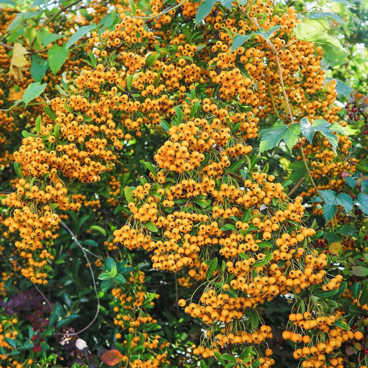 Pyracantha 'Soleil d'Or'. Golden yellow berries