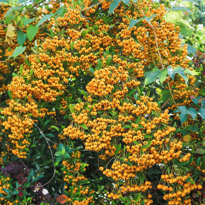 Pyracantha 'Soleil d'Or'. Golden yellow berries