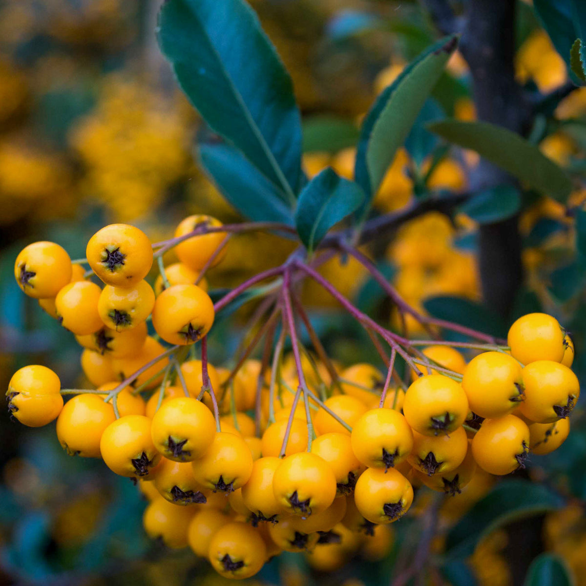 Pyracantha 'Soleil d'Or'. Close-up of bright yellow berries clustered on a branch with green leaves and brown stems.