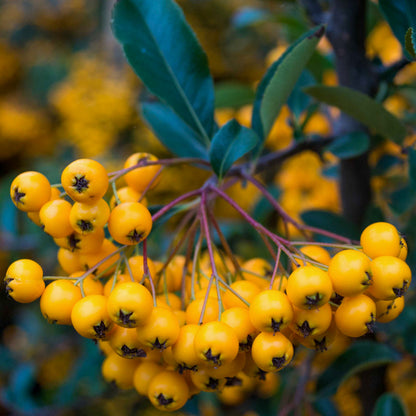 Pyracantha 'Soleil d'Or'. Close-up of bright yellow berries clustered on a branch with green leaves and brown stems.