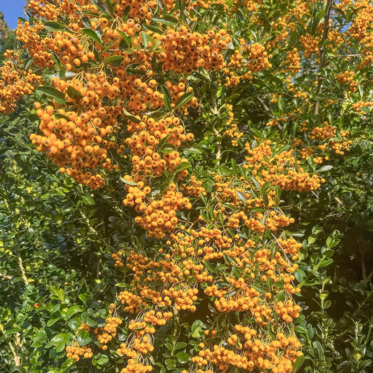 Pyracantha 'Soleil d'Or'. Golden yellow berries. Leafy green shrub covered with dense clusters of small orange-yellow berries.