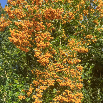 Pyracantha 'Soleil d'Or'. Golden yellow berries. Leafy green shrub covered with dense clusters of small orange-yellow berries.