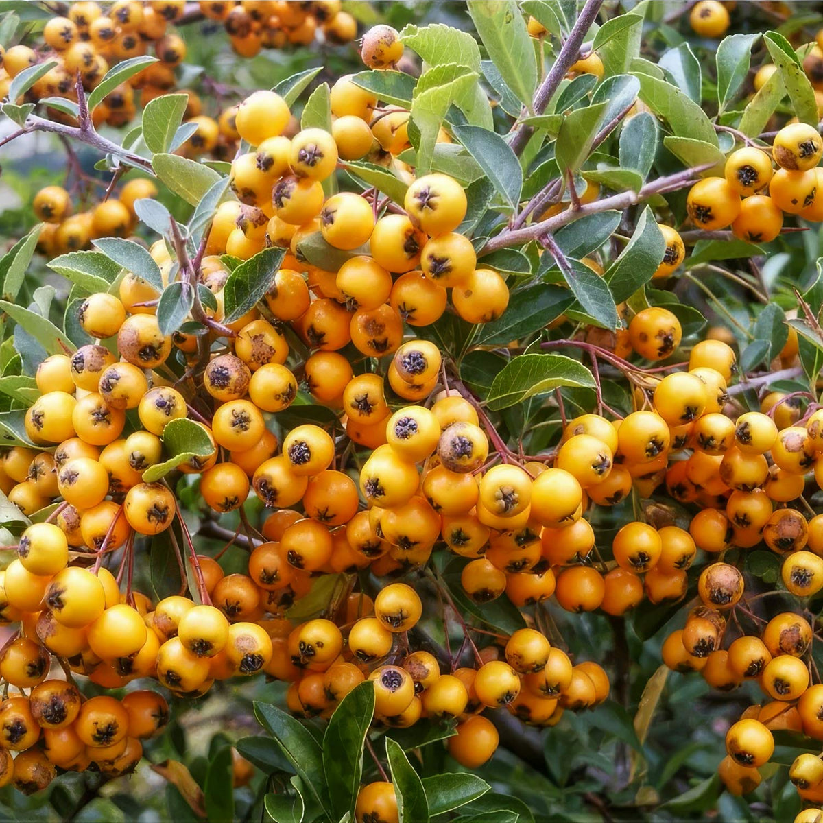 Pyracantha 'Soleil d'Or'. Close-up of a dense cluster of bright yellow-orange berries hanging from a leafy green bush.