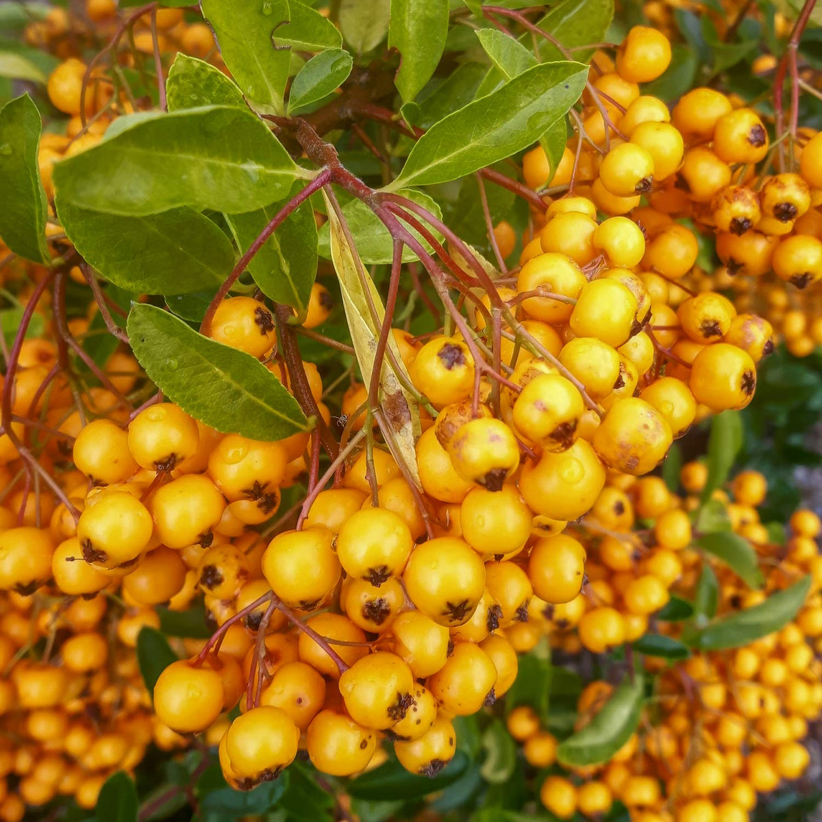 Pyracantha 'Soleil d'Or'. Clusters of bright yellow-orange berries on a leafy green shrub, photographed close up.