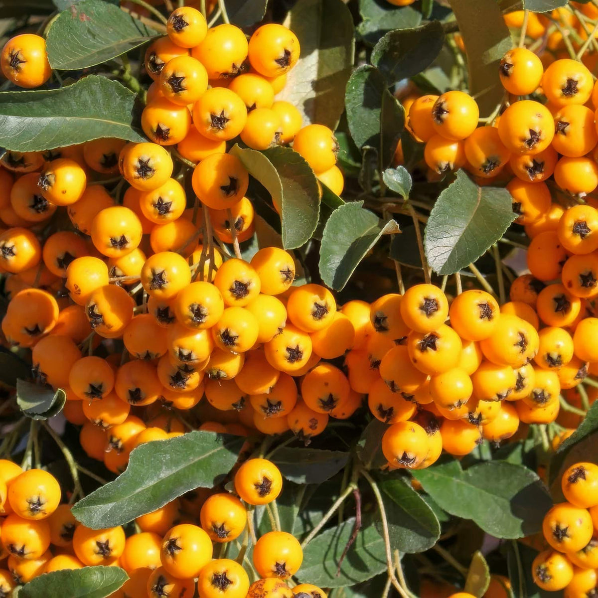 Pyracantha 'Soleil d'Or'. Close-up of bright orange-yellow berries clustered on a leafy shrub and green leaves throughout.