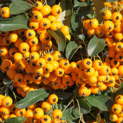 Pyracantha 'Soleil d'Or'. Close-up of bright orange-yellow berries clustered on a leafy shrub and green leaves throughout.