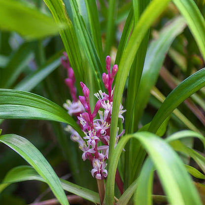 Reineckea carnea