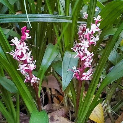 Reineckea carnea