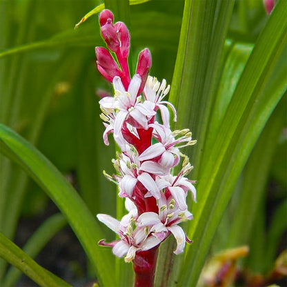 Reineckea carnea