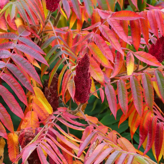 Rhus typhina