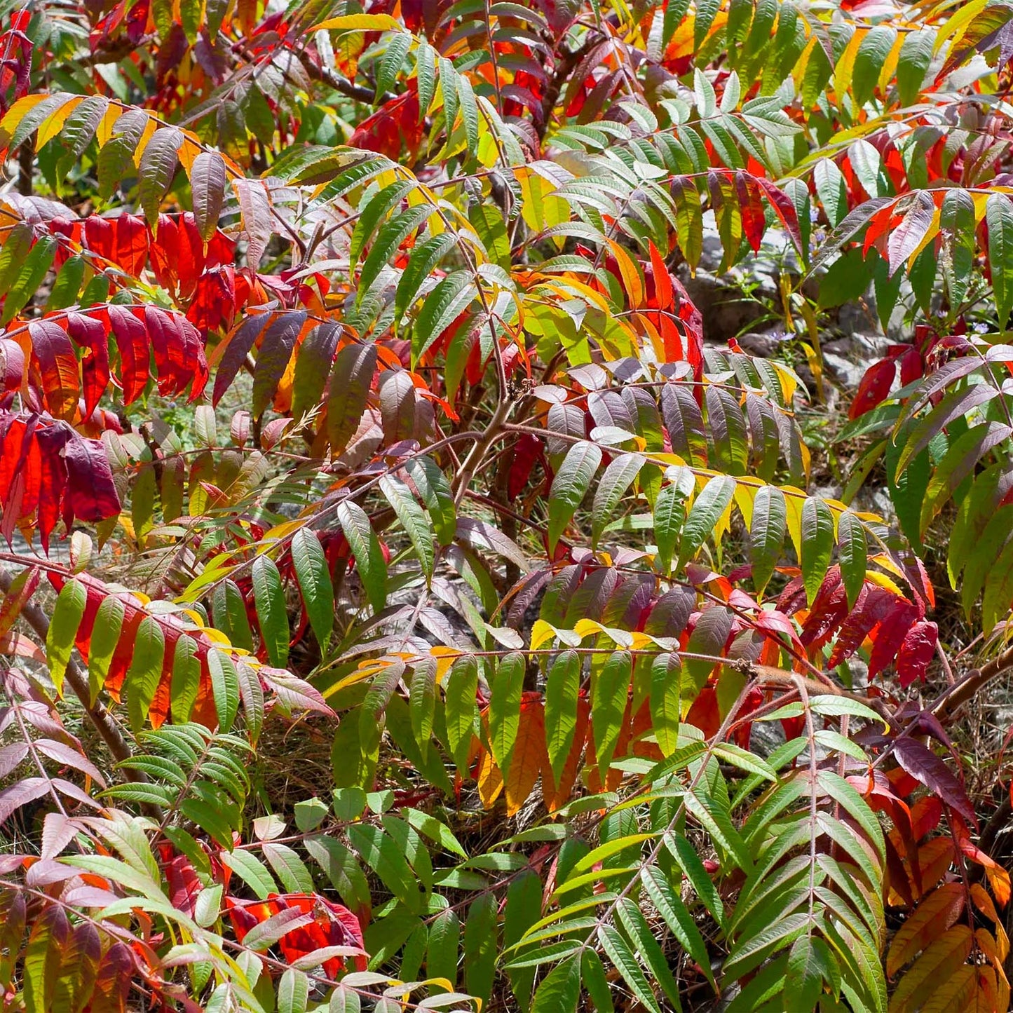Rhus typhina