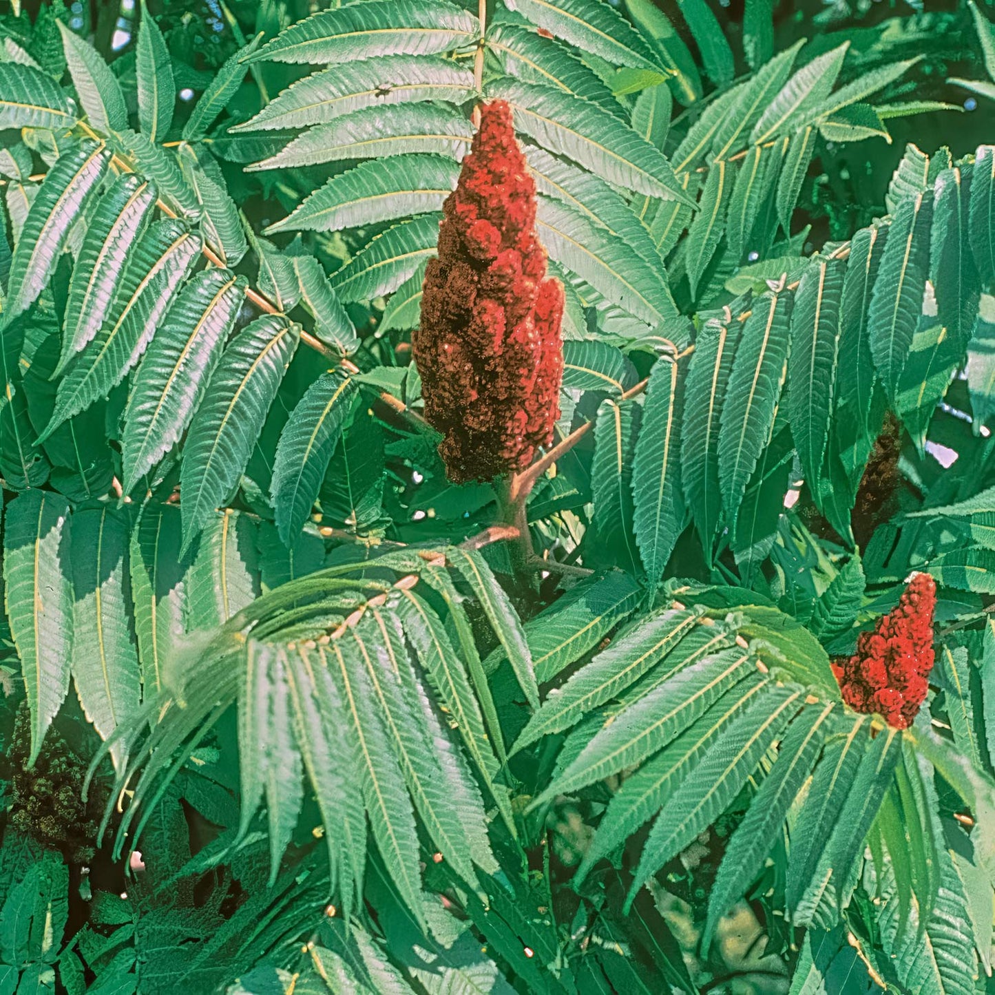 Rhus typhina