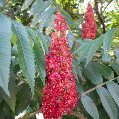 Rhus typhina