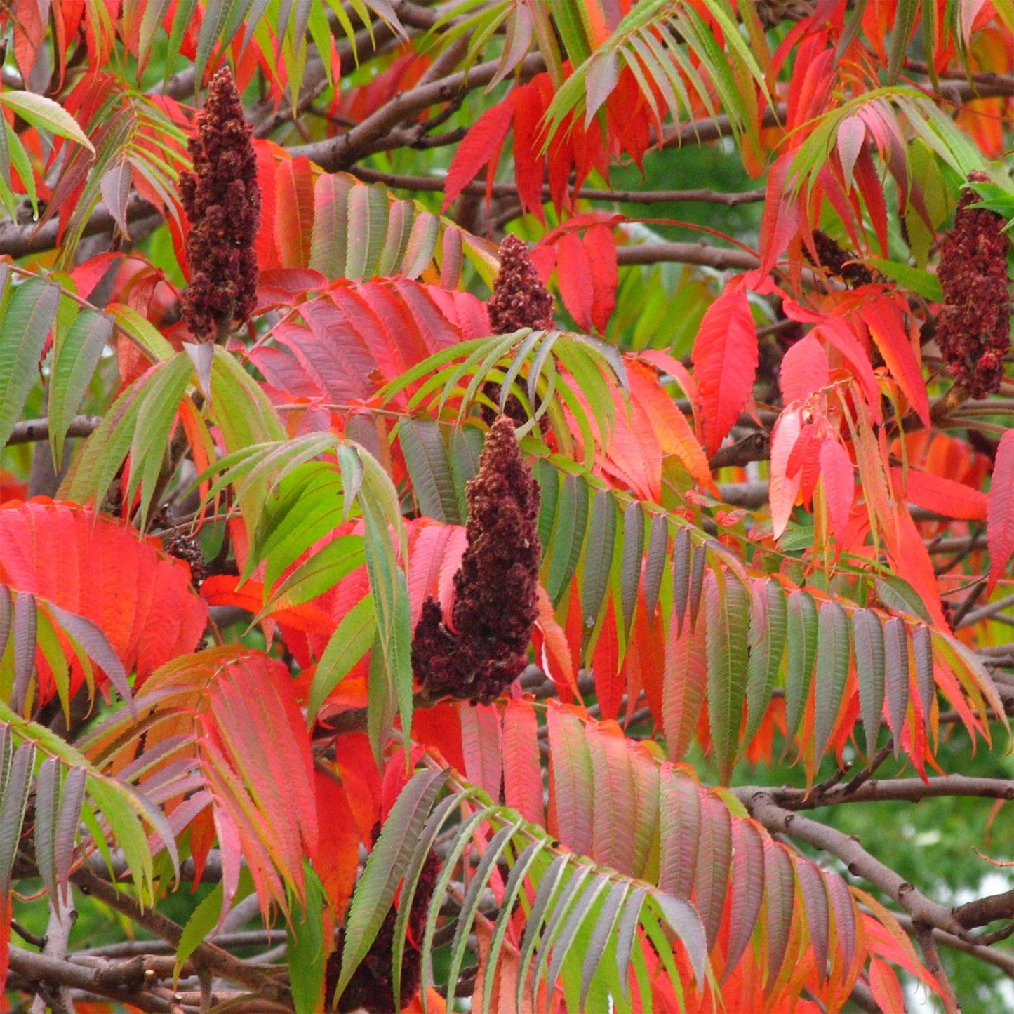 Rhus typhina