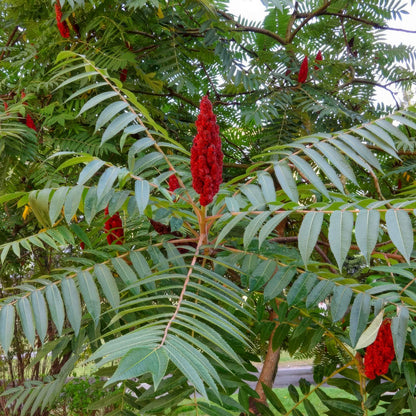Rhus typhina
