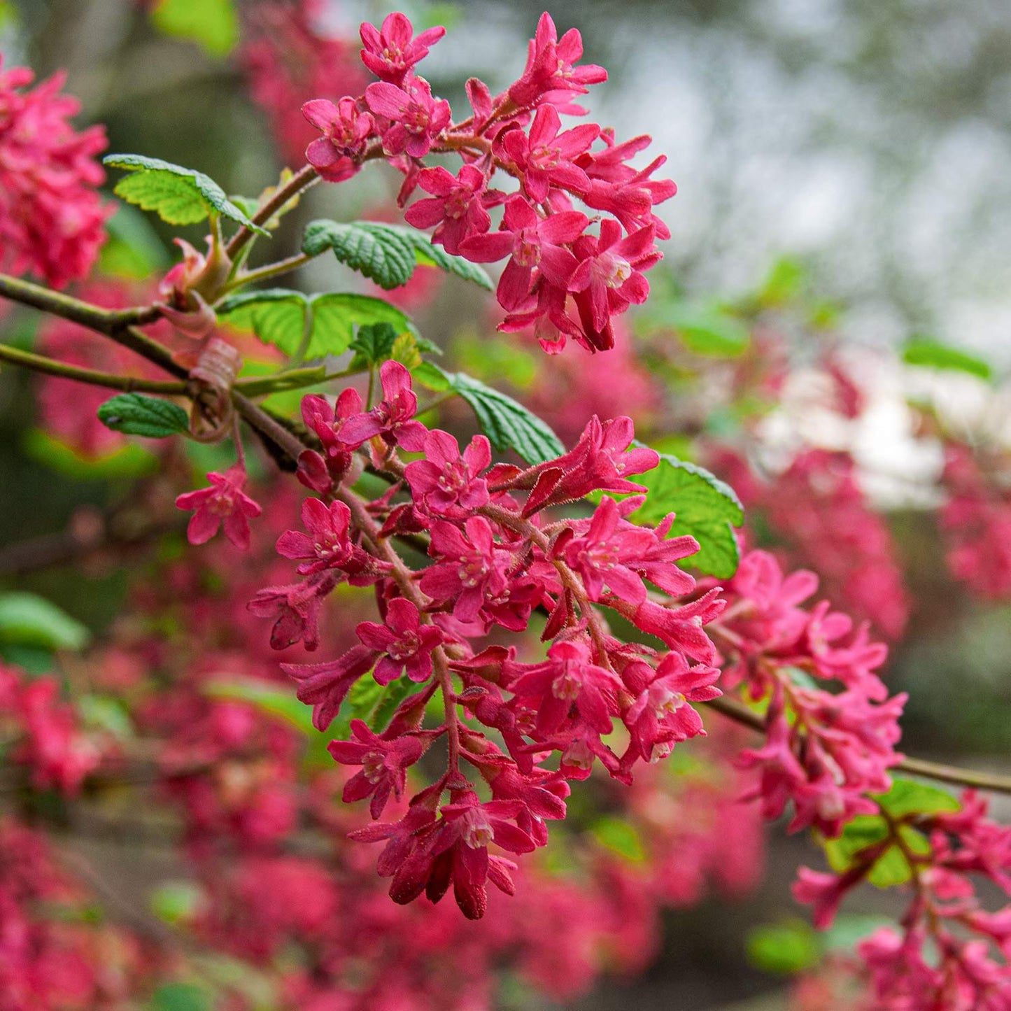 Ribes sanguineum 'Red Pimpernel' at Barnsdale Gardens