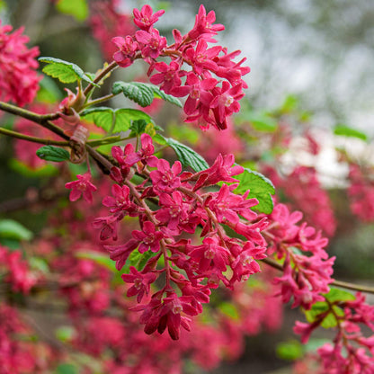 Ribes sanguineum 'Red Pimpernel' at Barnsdale Gardens