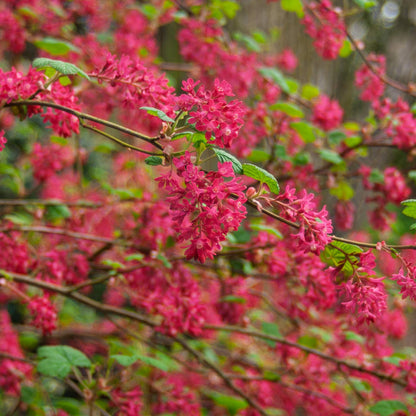 Ribes sanguineum 'Red Pimpernel' at Barnsdale Gardens