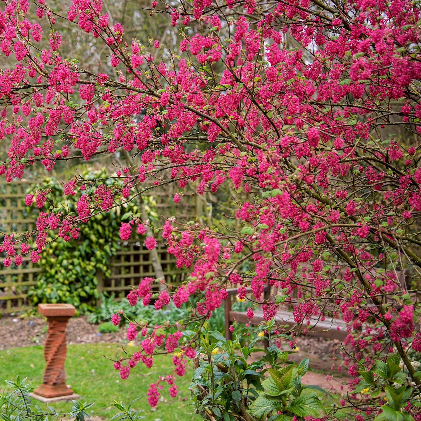 Ribes sanguineum 'Red Pimpernel' in the Wildlife Garden at Barnsdale Gardens