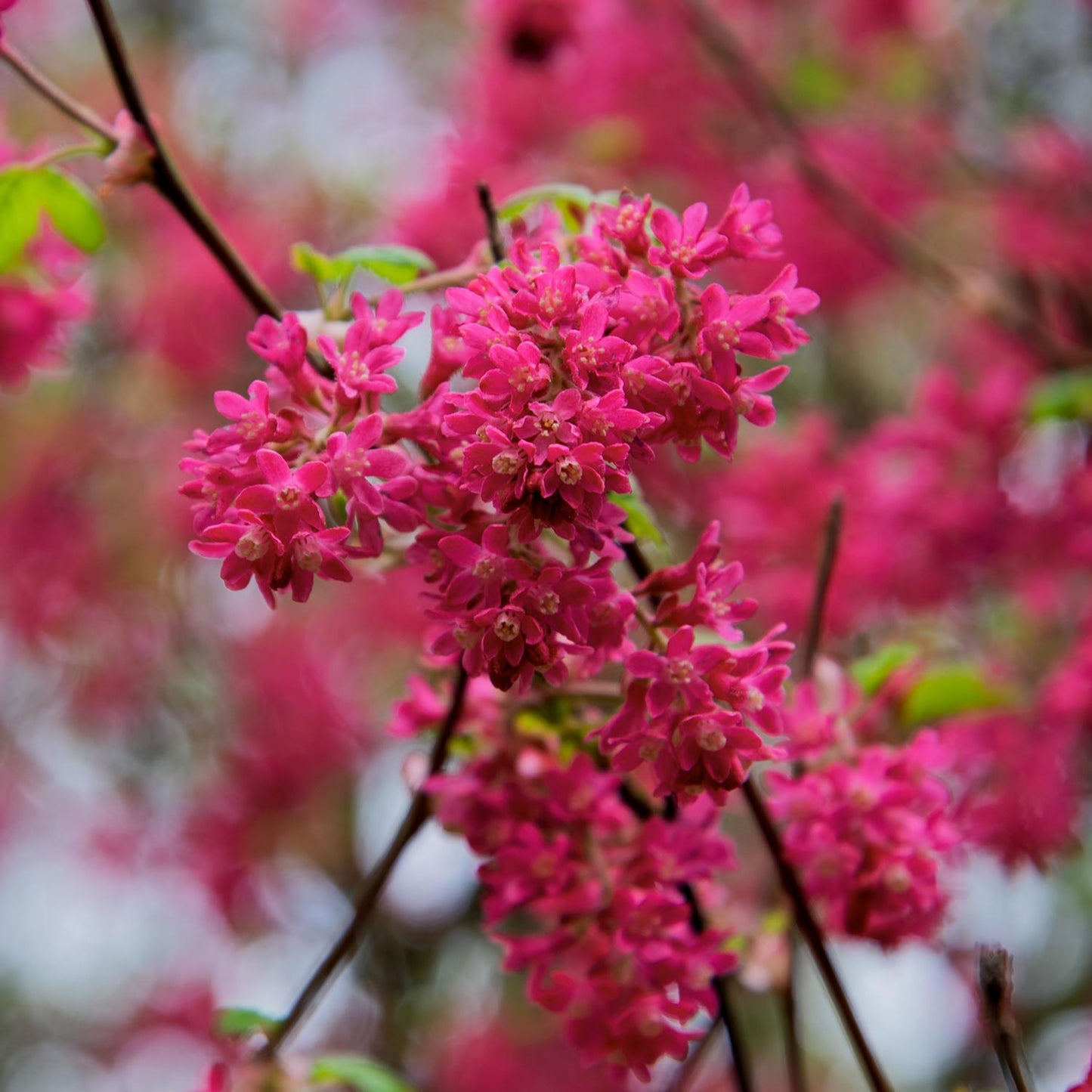 Ribes sanguineum 'Red Pimpernel' at Barnsdale Gardens
