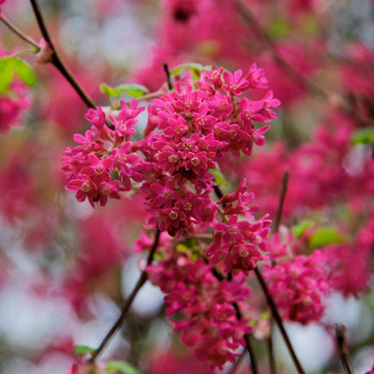 Ribes sanguineum 'Red Pimpernel' at Barnsdale Gardens