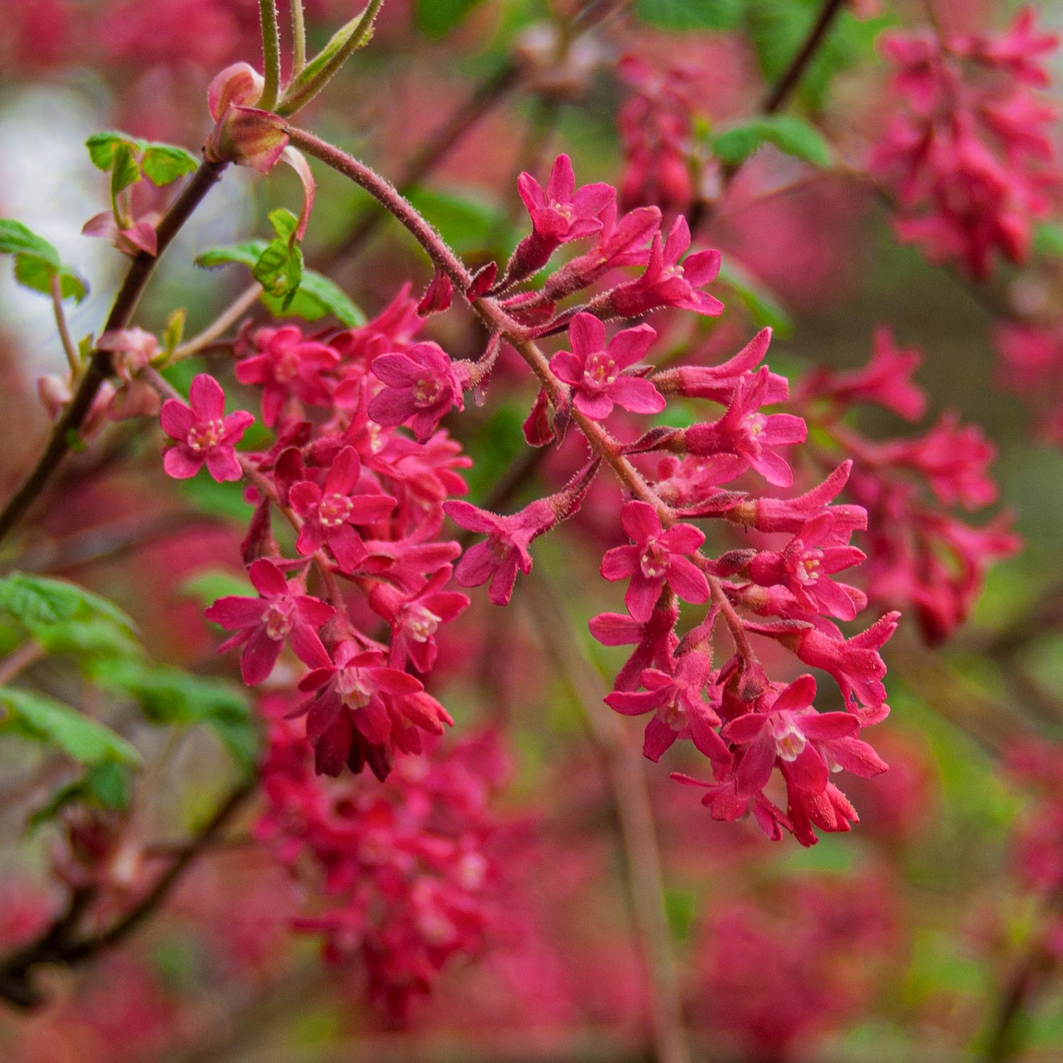 Ribes sanguineum 'Red Pimpernel' at Barnsdale Gardens