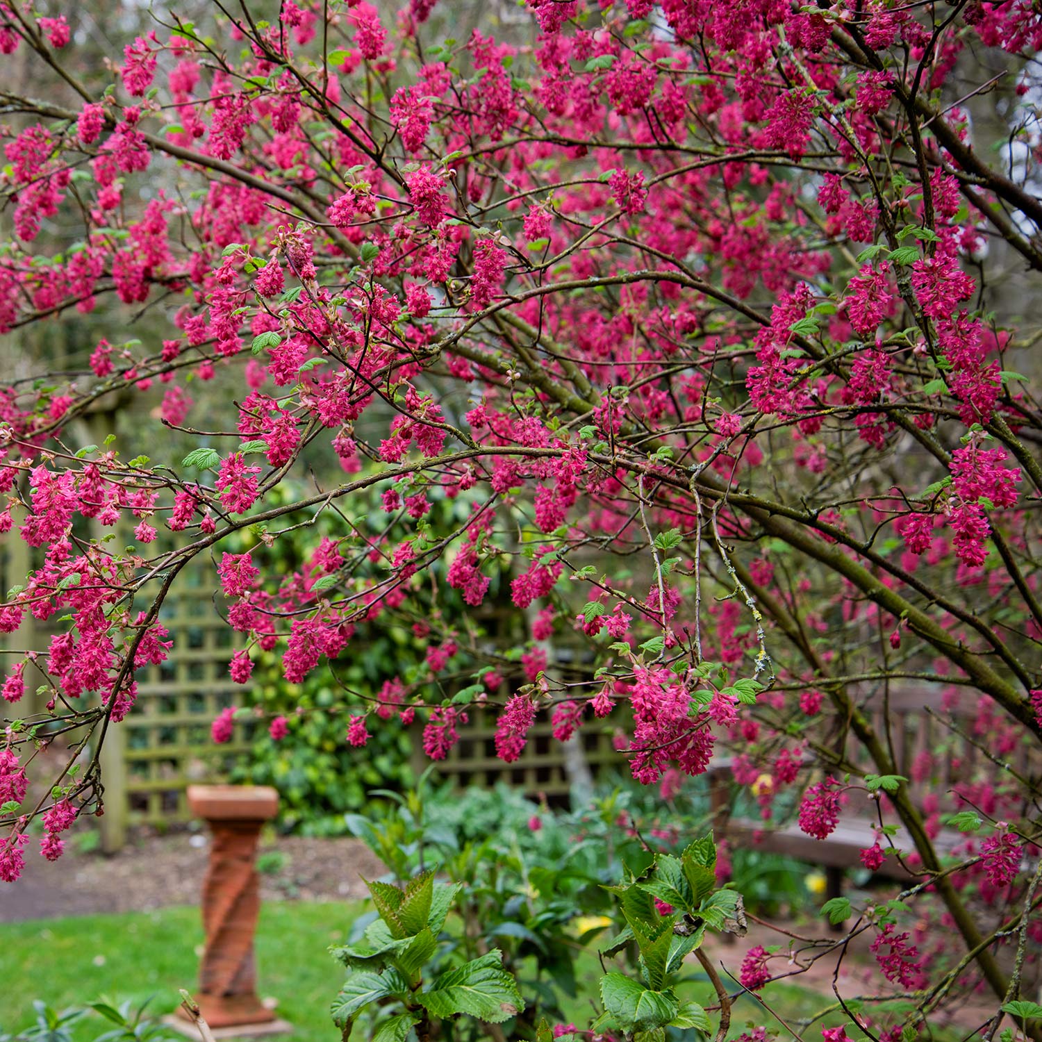 Ribes sanguineum 'Red Pimpernel' in the Wildlife Garden at Barnsdale Gardens