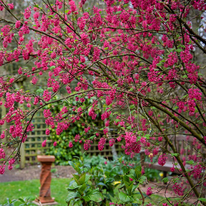 Ribes sanguineum 'Red Pimpernel' in the Wildlife Garden at Barnsdale Gardens