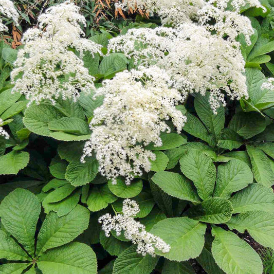 Rodgersia aesculifolia