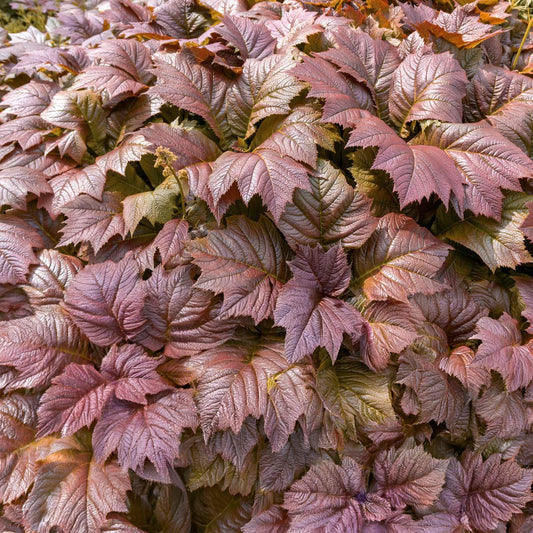 Rodgersia 'Bronze Peacock'