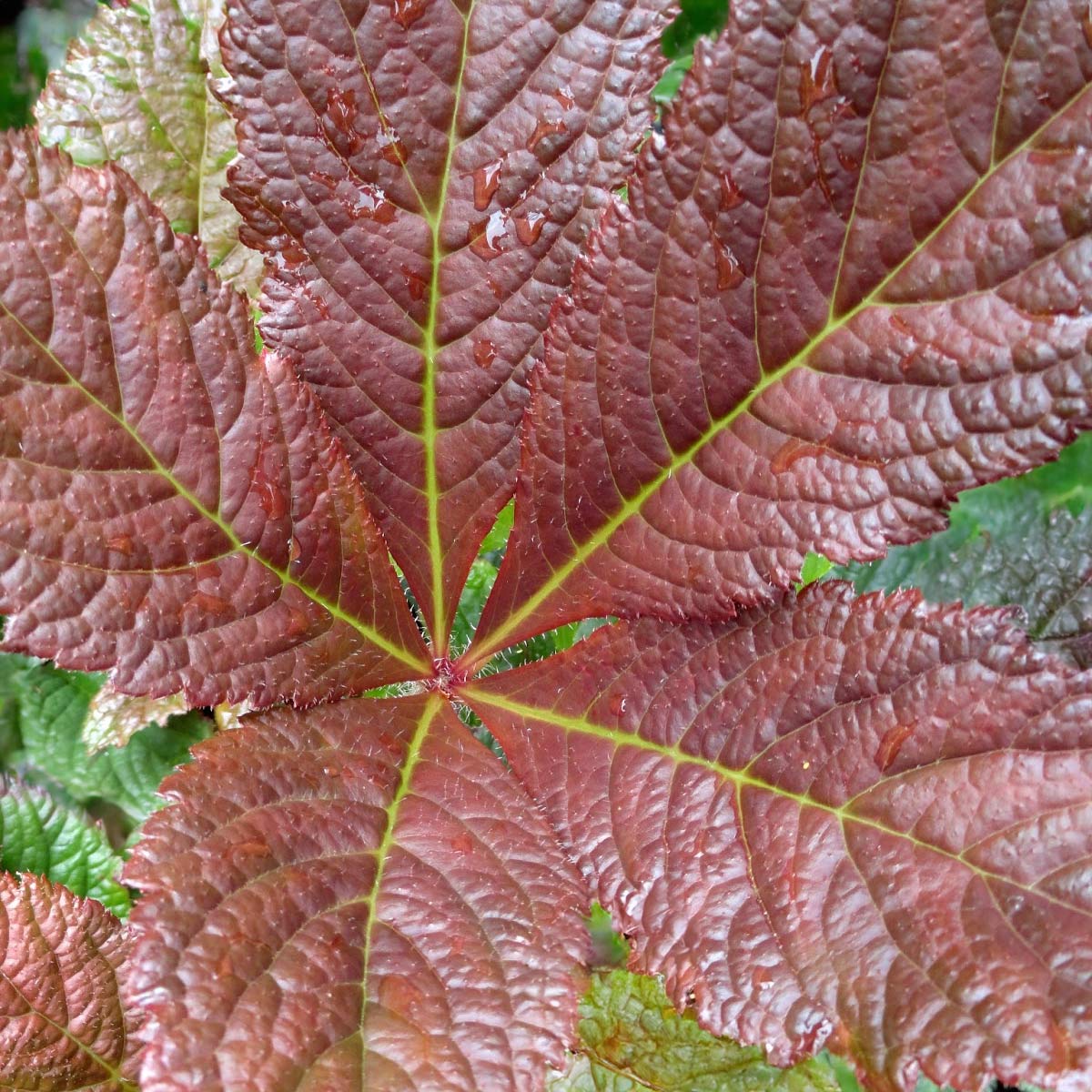 Rodgersia 'Bronze Peacock'