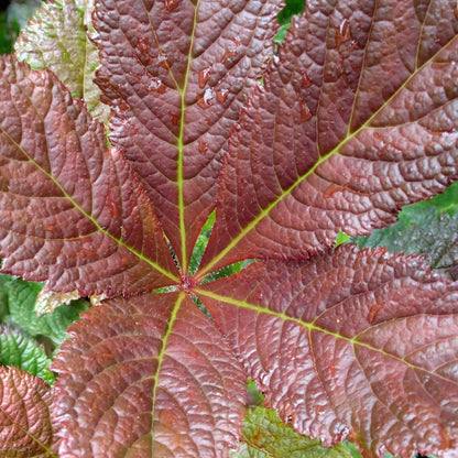 Rodgersia 'Bronze Peacock'