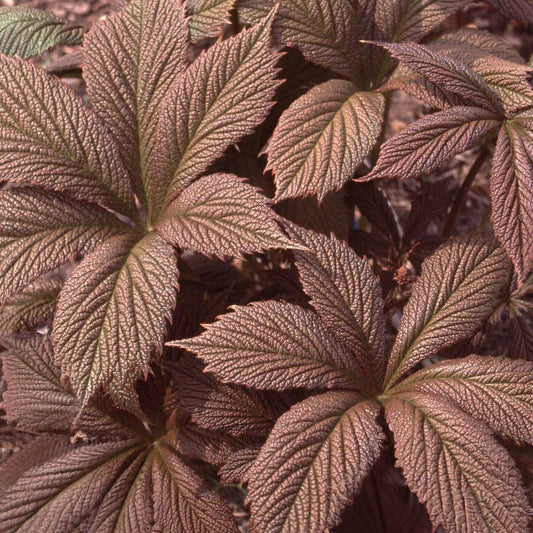 Rodgersia pinnata 'Chocolate Wing'