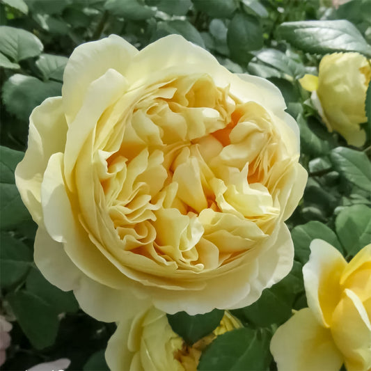 Rosa 'Charles Darwin'