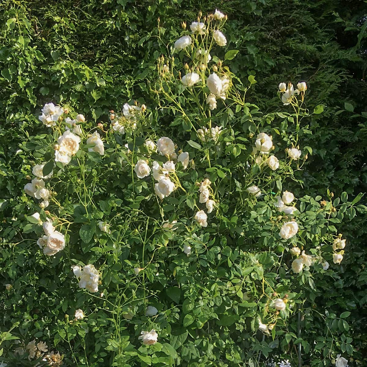 Rosa 'Claire Austin'