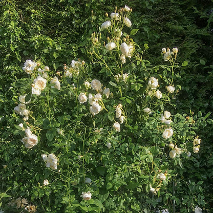 Rosa 'Claire Austin'