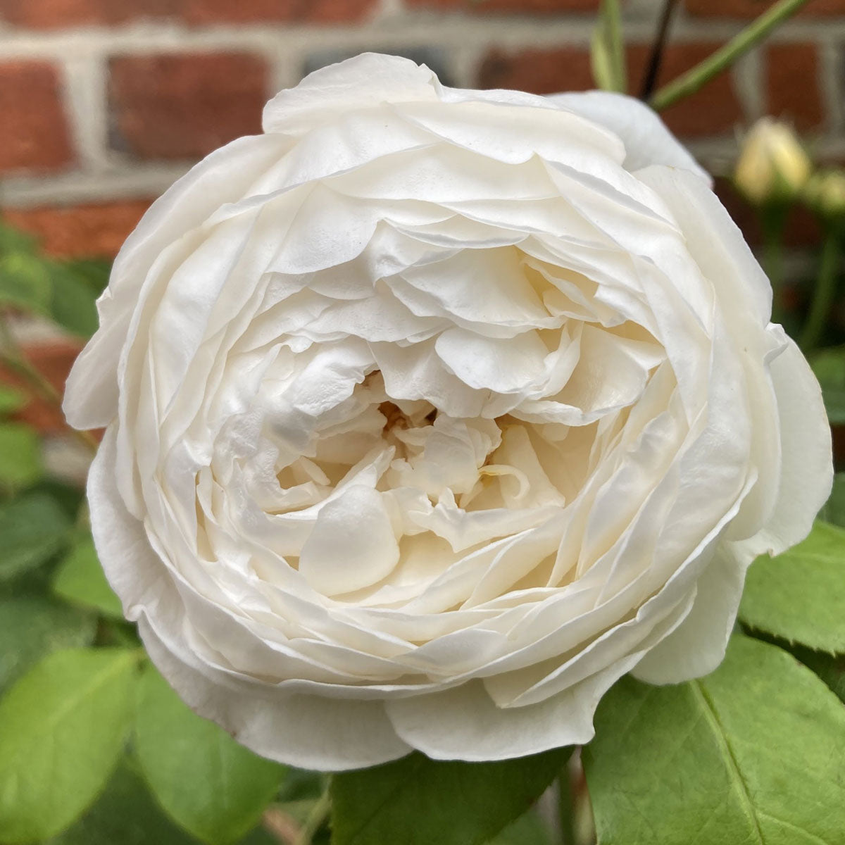 Rosa 'Claire Austin'