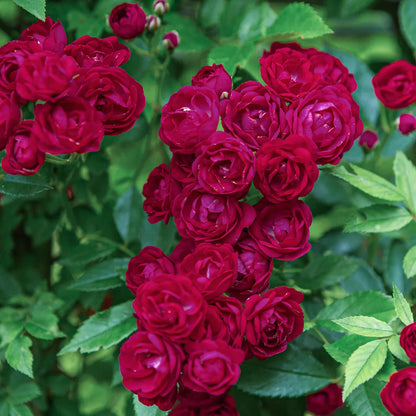 Rosa 'Crimson Shower' (Rambling) Close-up of red rambler rose flowers with green leaves in the background
