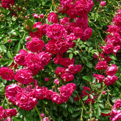 Rosa 'Crimson Shower' (Rambling) Close-up of red rambler rose flowers with green leaves in the background