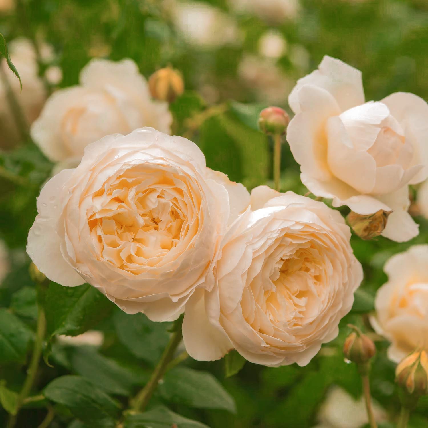 Rosa 'Dannahue'